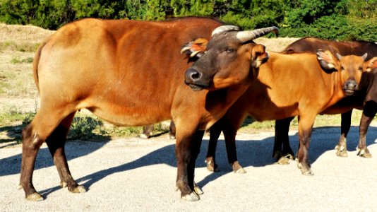Cattle Like Mammal Horn Ox Cow Goat Family photo