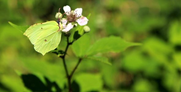 Butterfly Moths And Butterflies Insect Brush Footed Butterfly photo