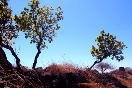 Tree Sky Vegetation Branch photo