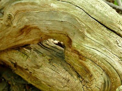 Wood Trunk Tree Rock photo