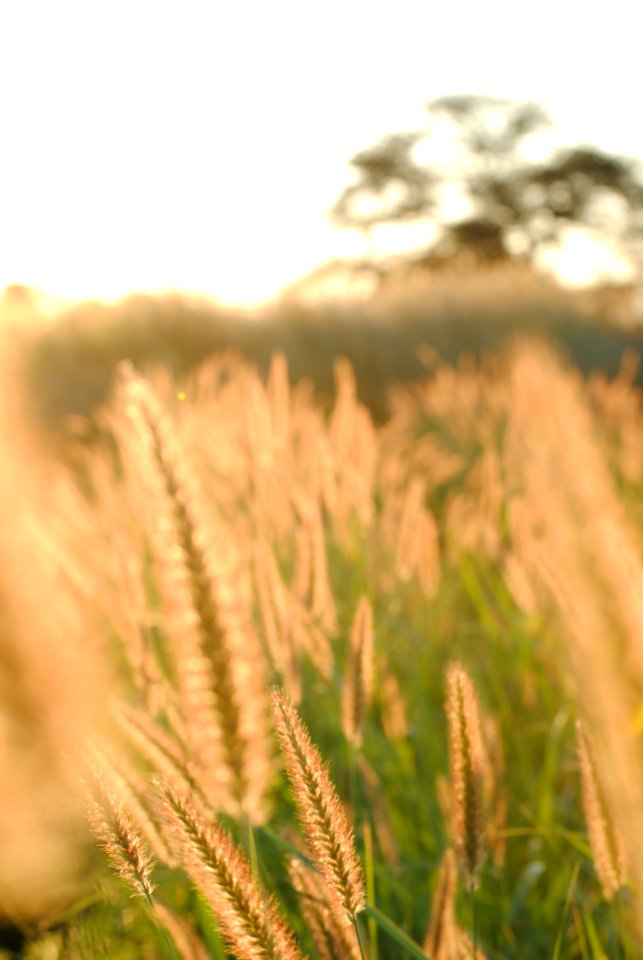 Grass Grass Family Close Up Sunlight