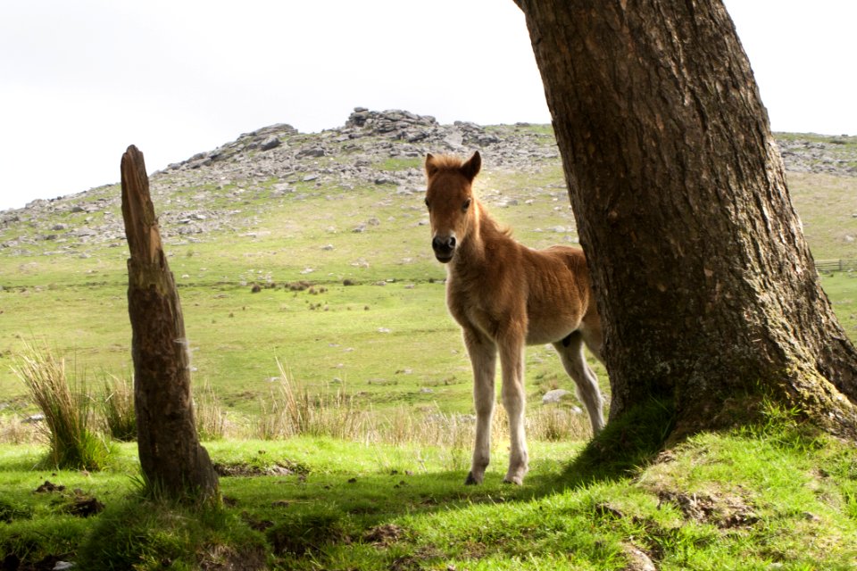 Wildlife Fauna Ecosystem Grassland