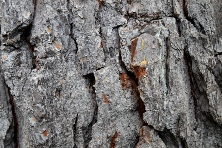 Tree Trunk Wood Rock photo