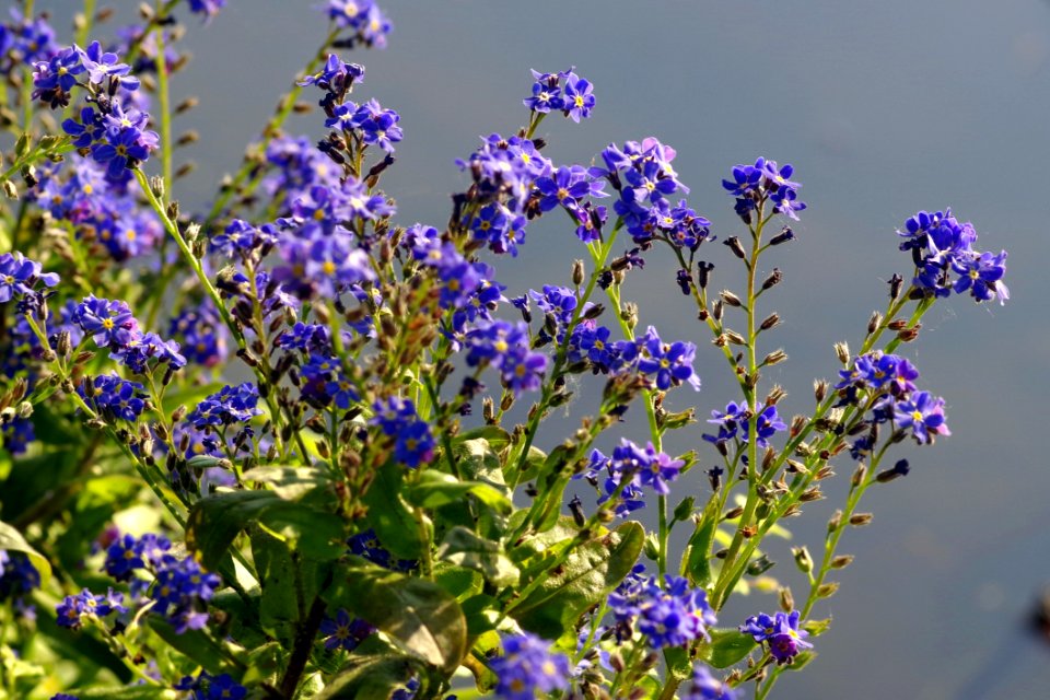 Plant Flower Purple Flowering Plant