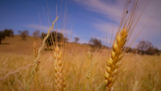 Ecosystem Wheat Field Food Grain