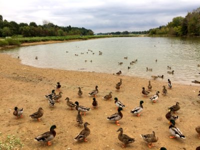 Bird Water Bird Duck Waterfowl