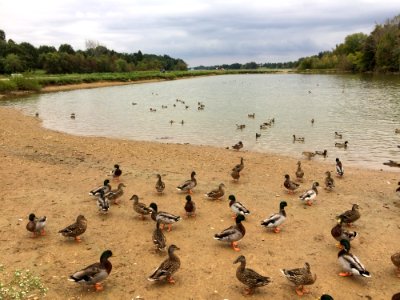 Bird Water Bird Duck Waterfowl photo