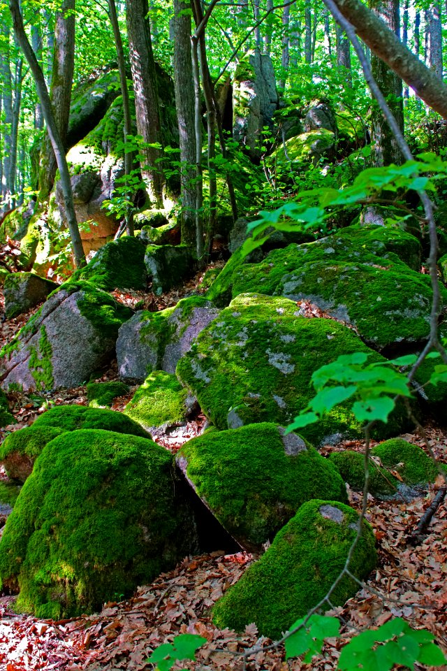 Vegetation Plant Nature Green