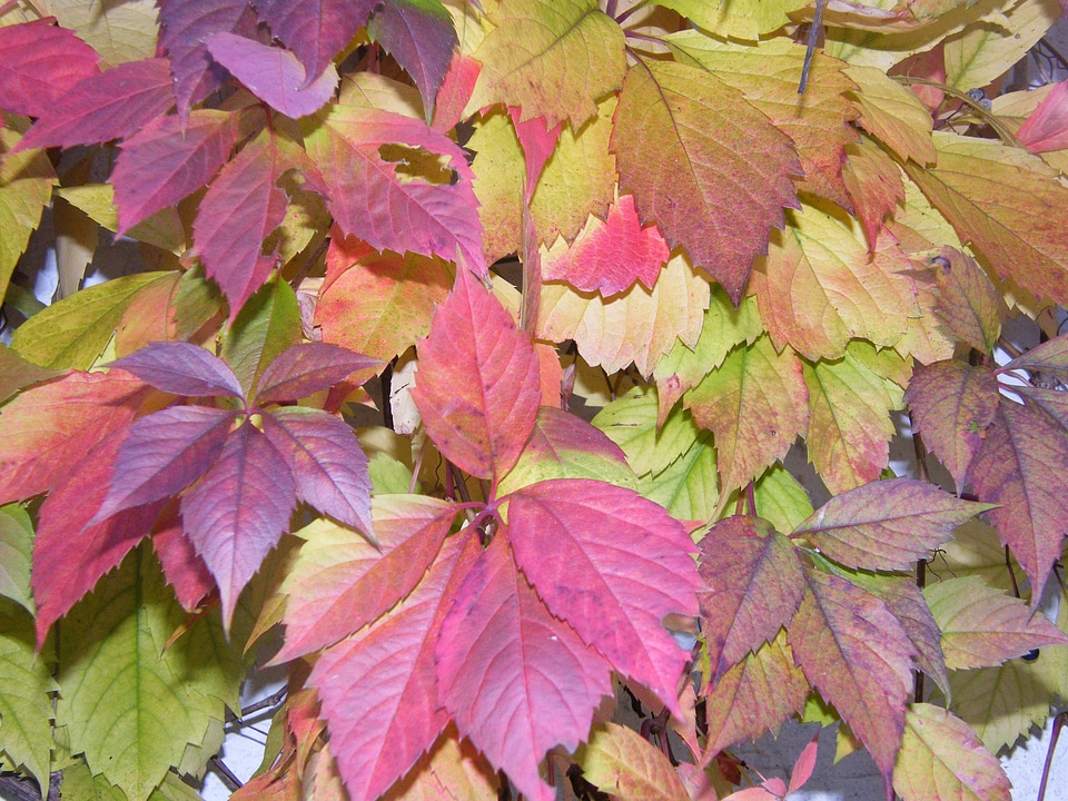 Leaves colored emerge