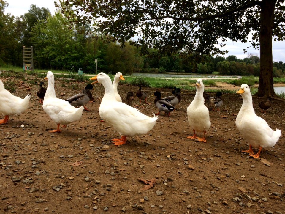 Duck Water Bird Ducks Geese And Swans Bird