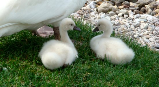 Water Bird Bird Ducks Geese And Swans Fauna