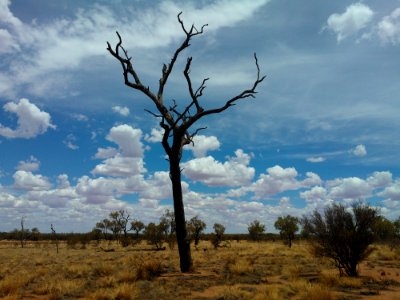 Sky Ecosystem Tree Savanna photo