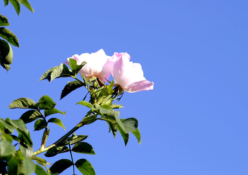 Sky Flower Rose Family Plant