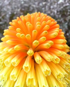 Flower Orange Petal Daisy Family