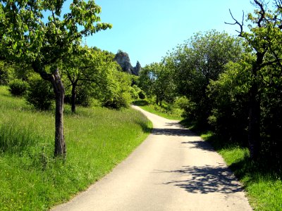 Road Path Nature Vegetation
