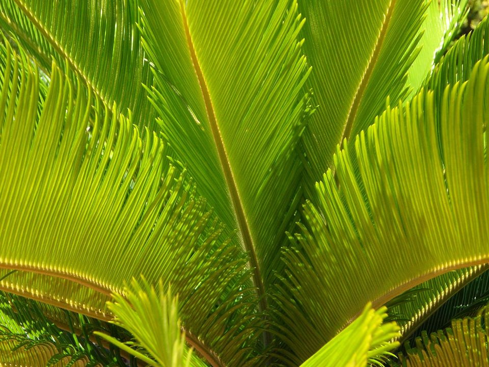 Structure palm green