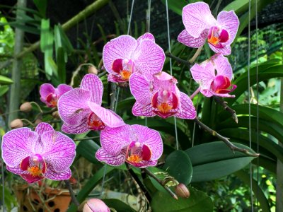 Plant Flower Flowering Plant Flora