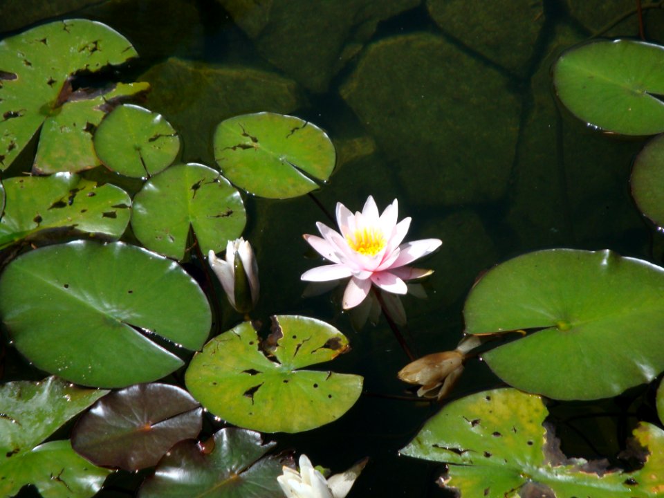 Flower Flora Plant Water