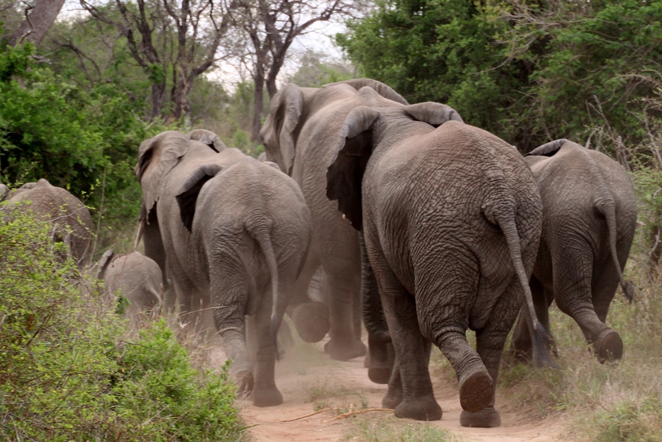 Africa safari african bush elephant