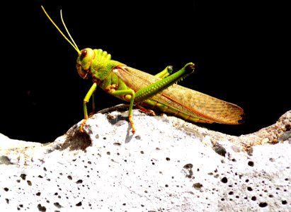 Insect Invertebrate Grasshopper Locust photo