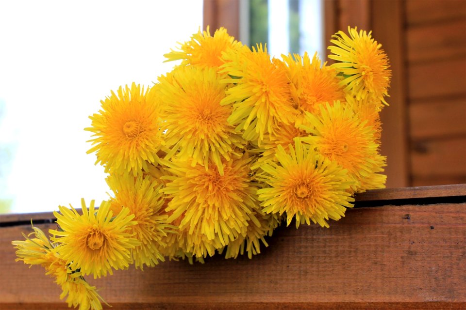 Flower Yellow Dandelion Cut Flowers photo