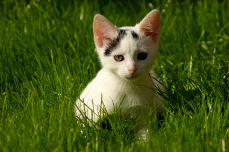 Cat Fauna Whiskers Grass photo