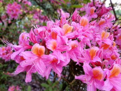 Flower Plant Flowering Plant Woody Plant