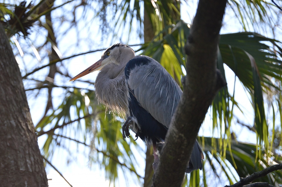 Wild beak avian
