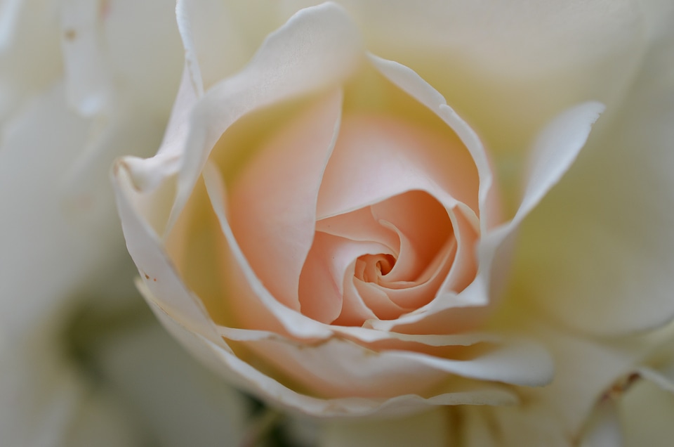 Plant white wedding