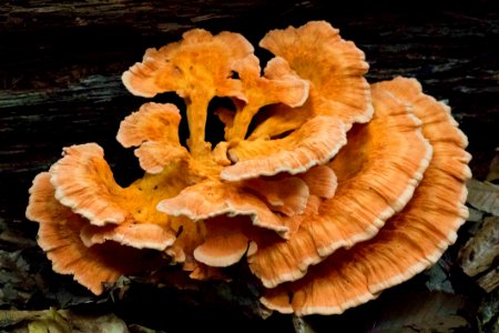 Fungus Hen Of The Wood Edible Mushroom Mushroom