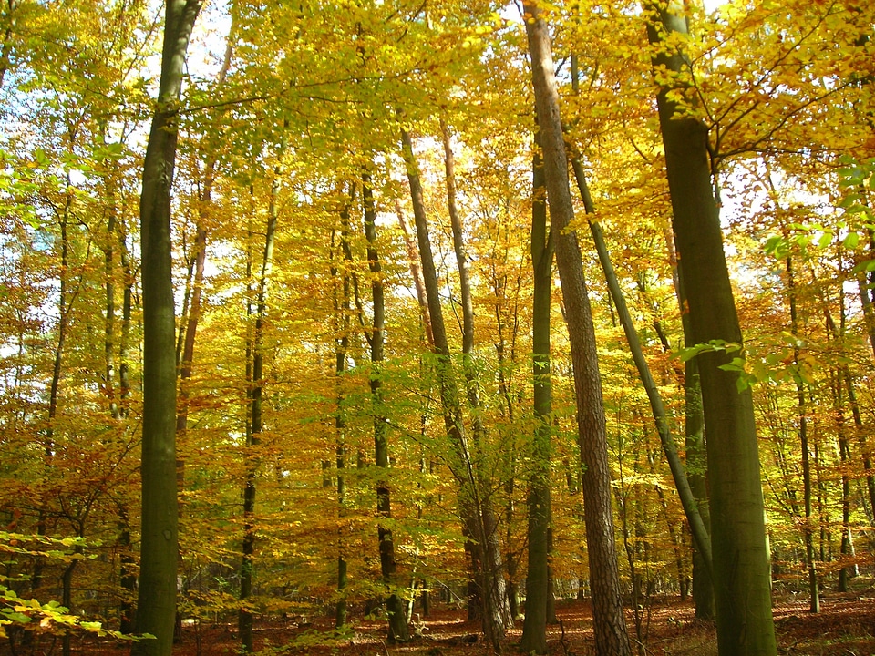 Golden october yellow