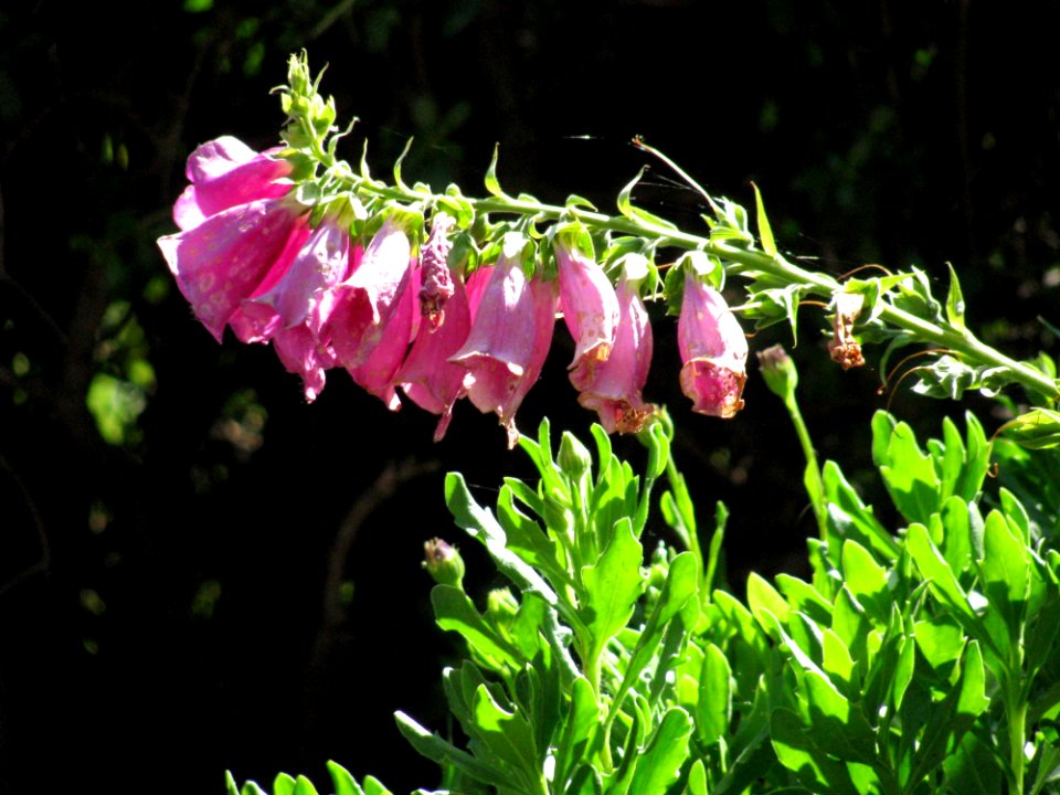 Flower Plant Flora Spring