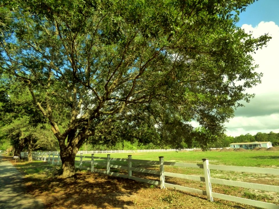 Tree Vegetation Pasture Nature Reserve