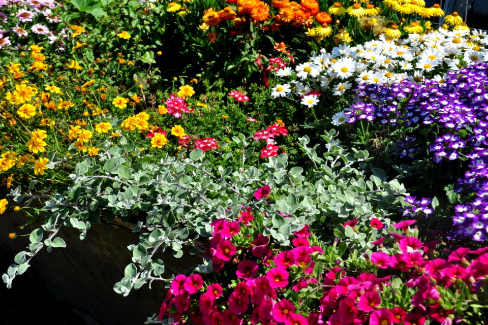 Flower Plant Flora Flowering Plant