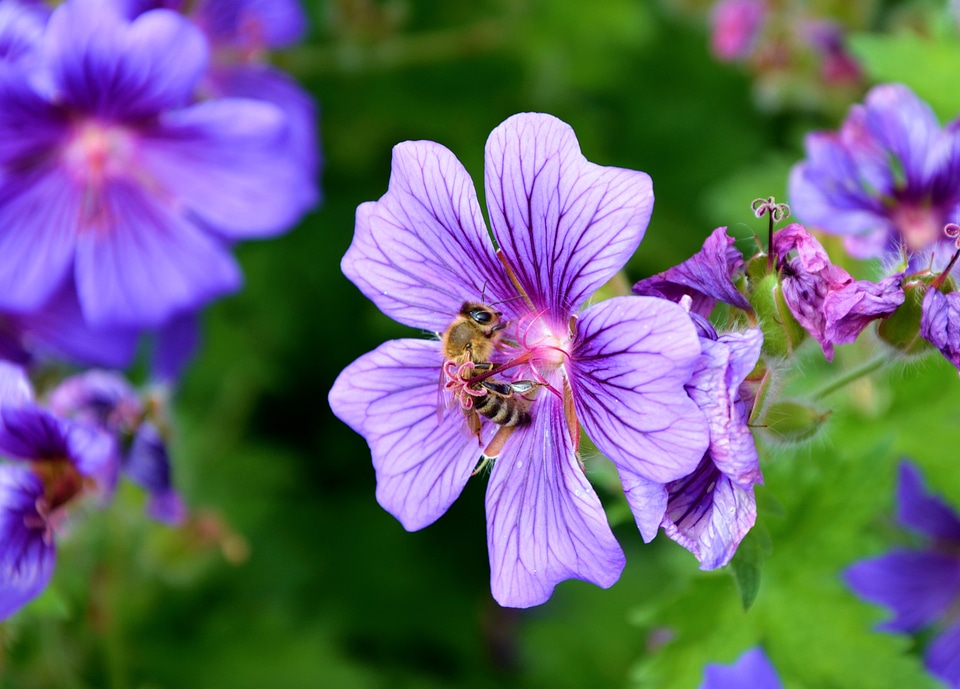 Blossom bloom nectar photo