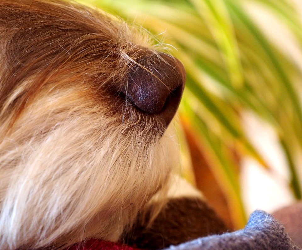 Nose Close Up Whiskers Snout