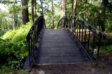 Nature Path Woodland Tree photo