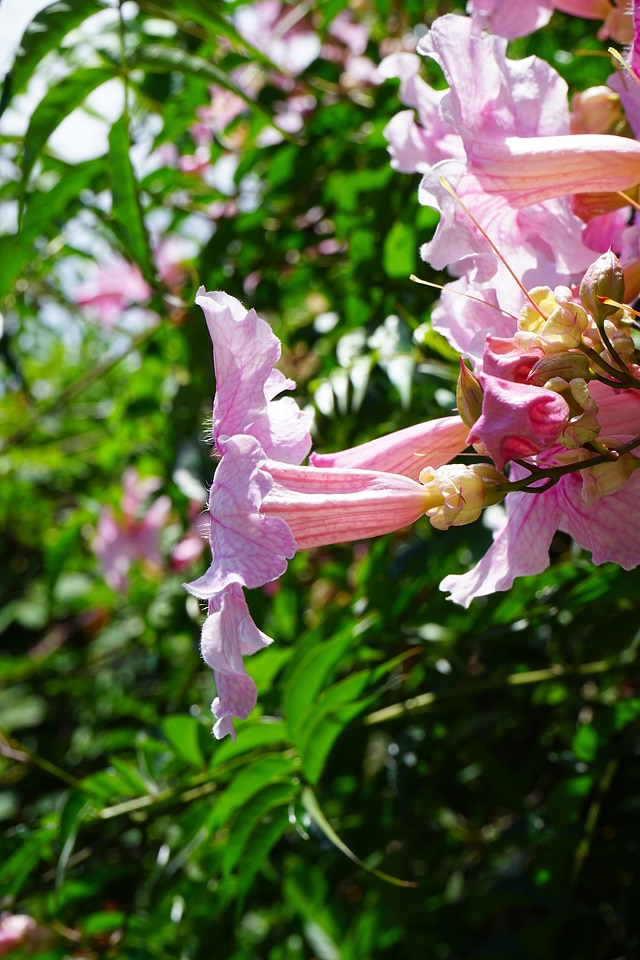 Bloom pink bush