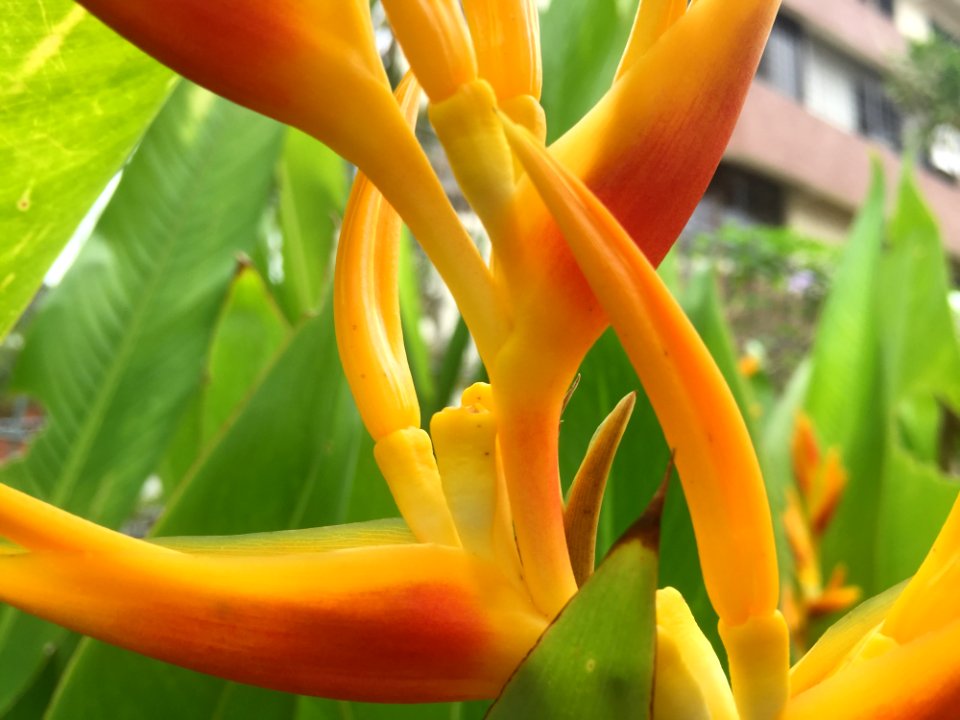 Yellow Plant Flora Heliconia