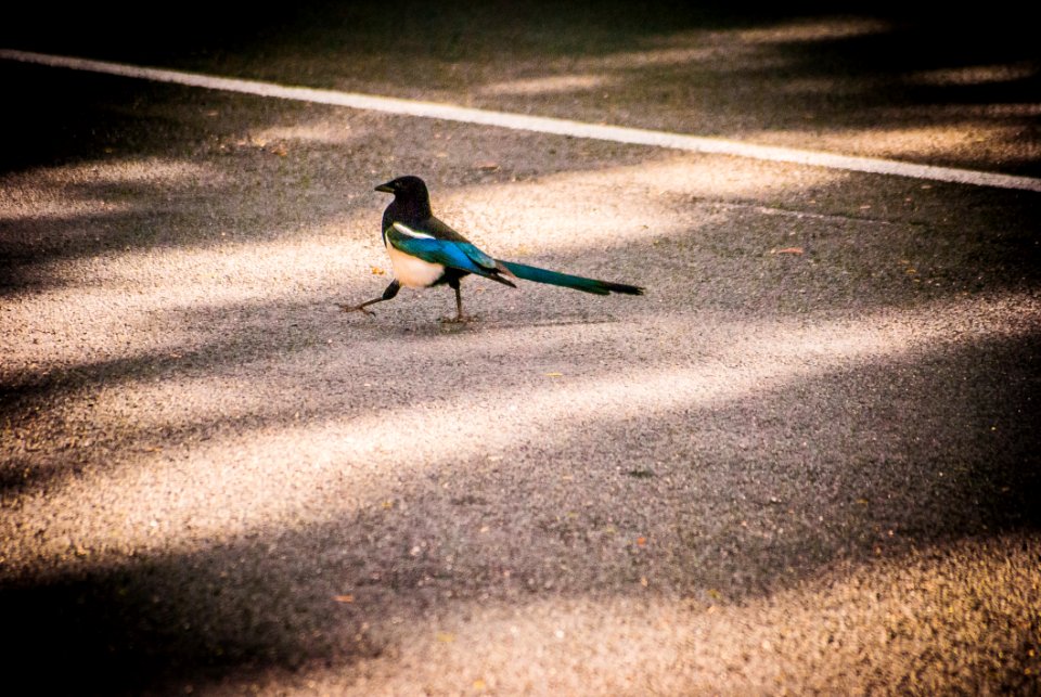 Bird Fauna Shadow Sky