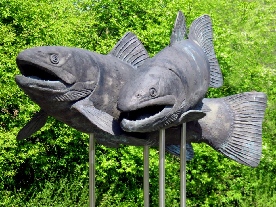 Fauna Fish Grass Organism