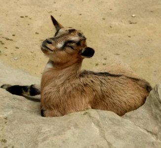 Fauna Wildlife Goats Terrestrial Animal photo