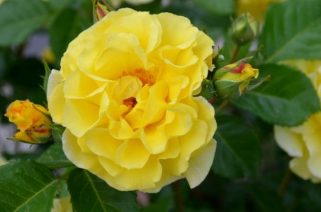 Flower Rose Yellow Rose Family photo