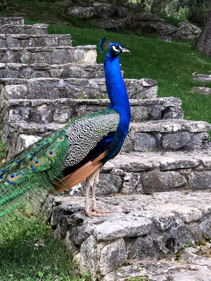Peafowl Bird Galliformes Beak