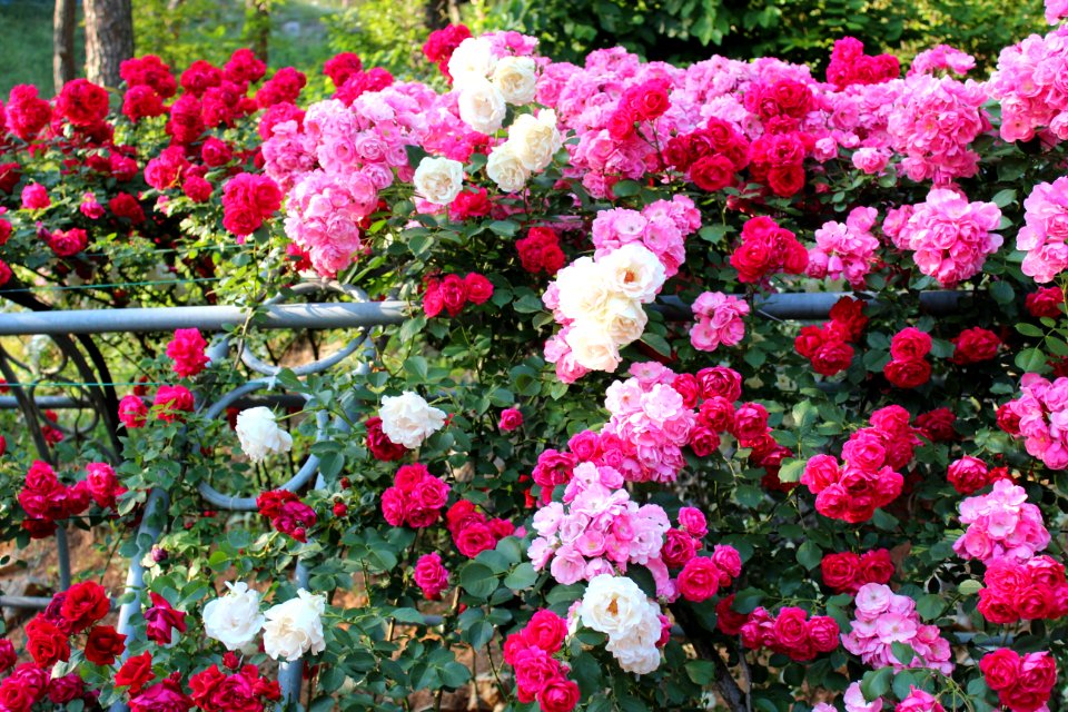 Plant Flower Rose Garden Roses photo