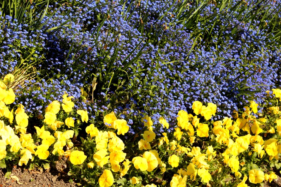 Plant Yellow Flower Flora