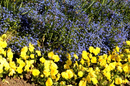 Plant Yellow Flower Flora