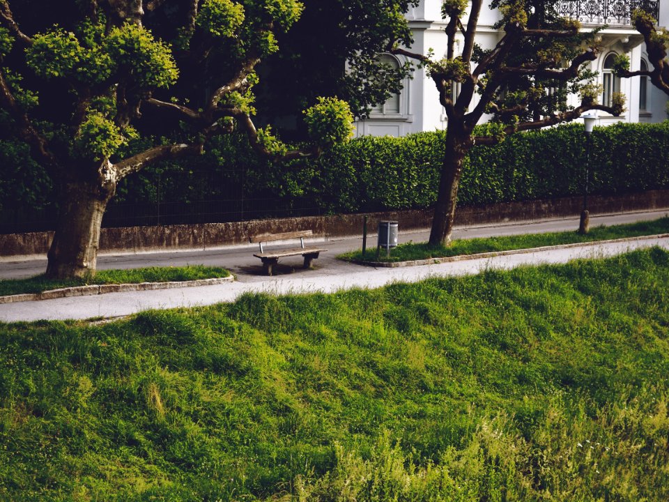 Tree Grass Plant Landscape
