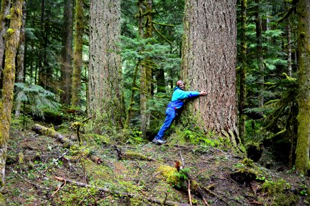 Ecosystem Forest Woodland Wilderness
