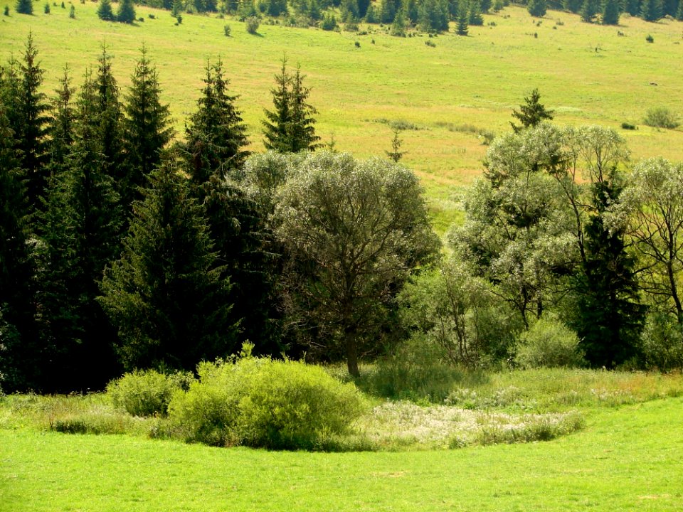 Grassland Vegetation Ecosystem Pasture